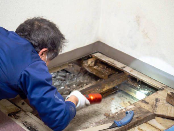 Best Commercial Mold Remediation in Riddle, OR