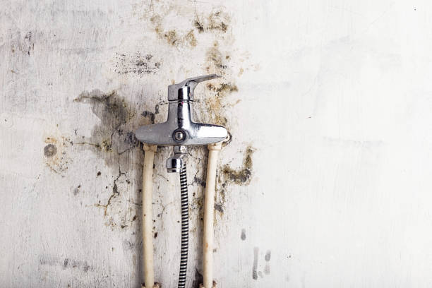 Best Health and Safety Mold Remediation in Riddle, OR