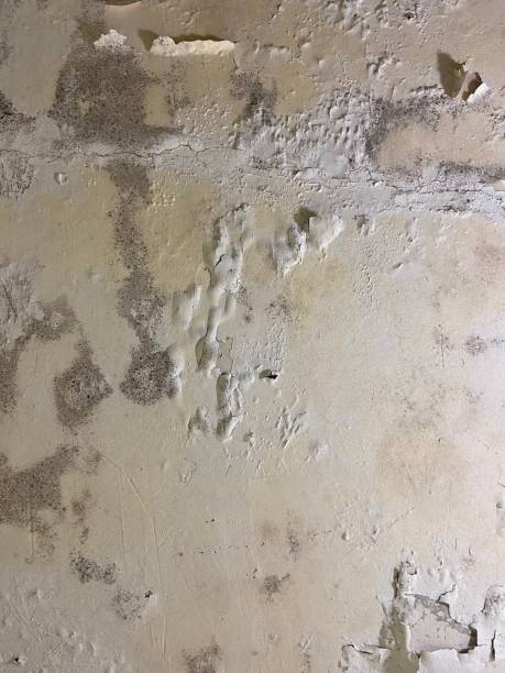 Best Insurance-Related Mold Remediation in Riddle, OR