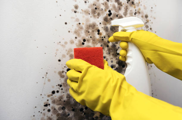 Best DIY Mold Remediation Support Services in Riddle, OR