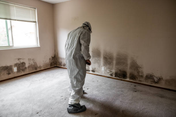 Best White Mold Remediation in Riddle, OR