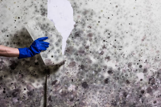 Best Mold Remediation for Schools in Riddle, OR