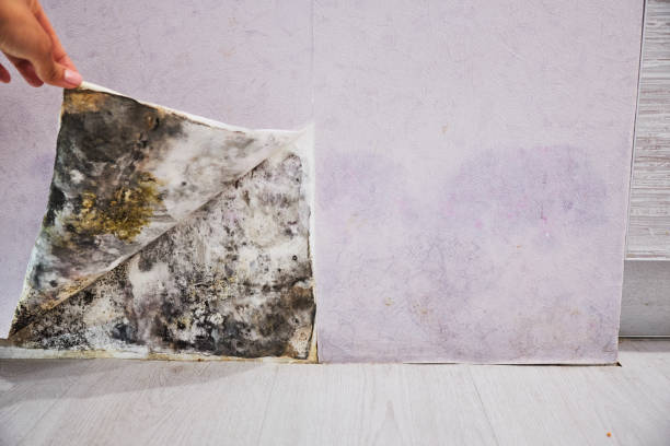Best Mold Remediation for Specific Building Types in Riddle, OR